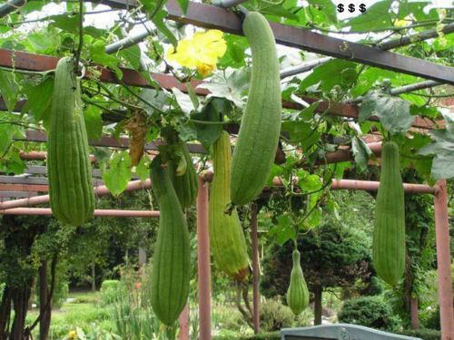 Zucca luffa cylindrica sponge - zucca,