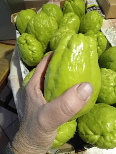 Chayote sechium edule - chayote, (sechium