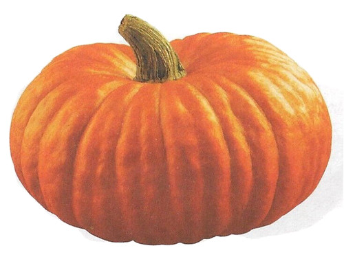 Semi zucca - di,